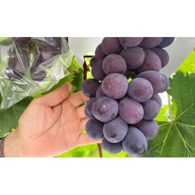 【貝塚市産】シャインマスカット&おまかせ1房セット約1.2kg【数量限定】令和7年度早期予約