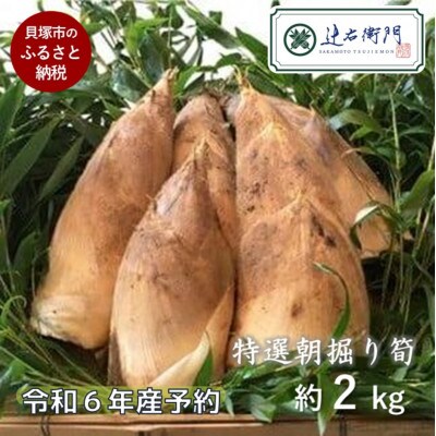 令和6年春発送予定】貝塚市木積産特選朝掘り筍 約2kg 朝掘りたて 令和6年春発送予定】貝塚市木積産特選朝掘り筍 約2kg 朝掘りたて