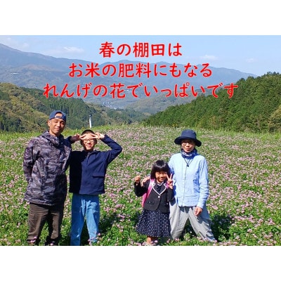【毎月定期便】『しょうちゃんの棚田米』栽培期間中農薬使用なし 玄米5kg全5回