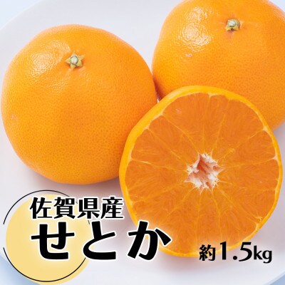 【2026年発送先行受付】佐賀産かんきつ・せとか　約1.5kg箱(4-7玉)(多久市)