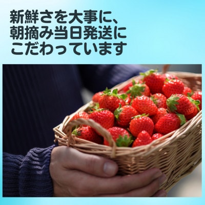 【R8年1月～2月発送】朝摘み当日発送!王様のいちご 2箱 800g【佐賀県産さがほのか】(多久市)