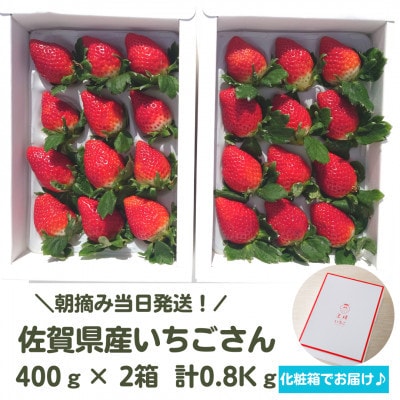 【R8年1月～2月発送】朝摘み当日発送!王様のいちご 2箱 800g【佐賀県産いちごさん】(多久市)