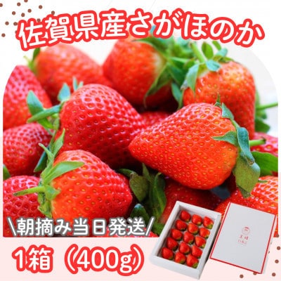 【R8年1月～2月発送】 朝摘み当日発送!王様のいちご 1箱400g【佐賀県産さがほのか】(多久市)