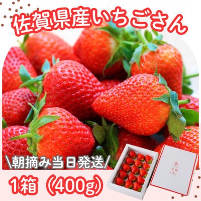 【R8年1月～2月発送】朝摘み当日発送!王様のいちご 1箱400g【佐賀県産いちごさん】(多久市)