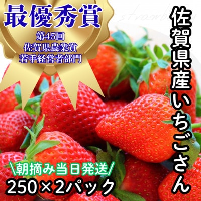 【R8年2月より順次発送】朝摘みいちご 佐賀県産いちごさん 約500g(約250g×2)(多久市)