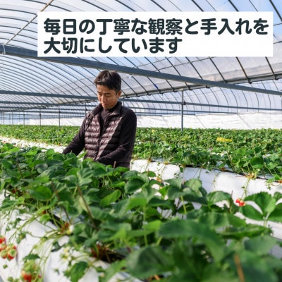 【R8年2月より順次発送】朝摘みいちご 佐賀県産いちごさん 約500g(約250g×2)(多久市)