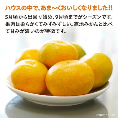 【先行予約】ハウスみかん 約1kg(多久市)