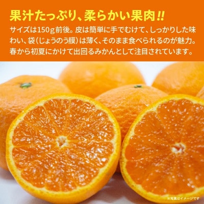 【ご家庭向け】南津海(なつみ)みかん 4.5kg(多久市)
