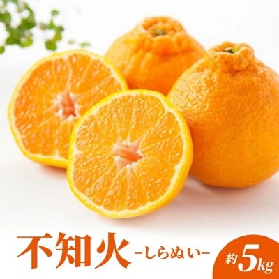 不知火 しらぬい 約5kg(多久市)