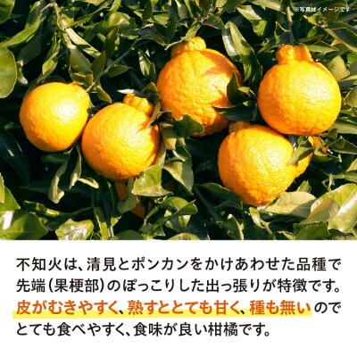 不知火 しらぬい 約5kg(多久市)