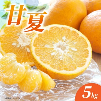 甘夏 5kg(多久市)