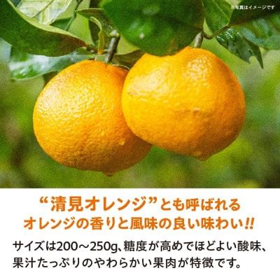 【先行予約】佐賀県産 清見(きよみ)みかん 約8kg(多久市)