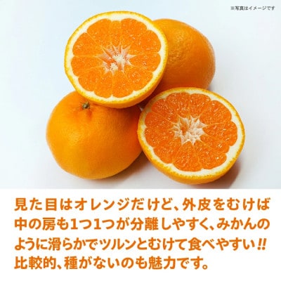 【佐賀みかん】はれひめ 5kg(多久市)