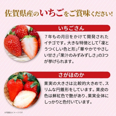 【先行予約】佐賀県産 いちご 食べ比べ 480g (いちごさん さがほのか 各240g)(多久市)