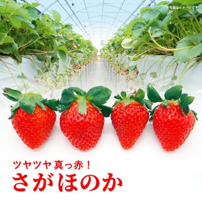 【先行予約】佐賀県産 いちご 食べ比べ 480g (いちごさん さがほのか 各240g)(多久市)