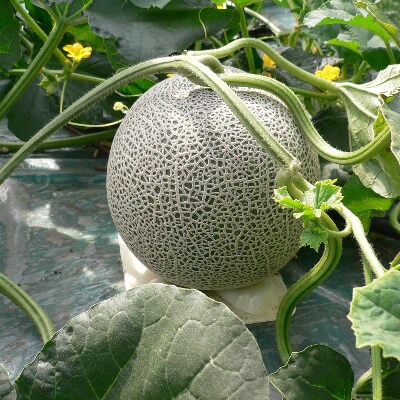 【2023年発送】旭川発!北海道の赤肉メロン約8kg(4~6玉)