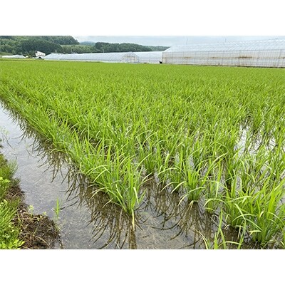 2022年3月発送開始『定期便』七分づき米!食物繊維豊富な"ゆめぴりか" 5kg 全3回