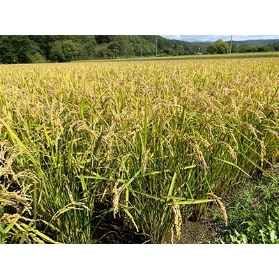 2022年3月発送開始『定期便』七分づき米!食物繊維豊富な"ゆめぴりか" 5kg 全3回