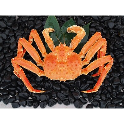 北海道産タラバガニ姿 1尾 2 5kg 冷凍 お礼品詳細 ふるさと納税なら さとふる