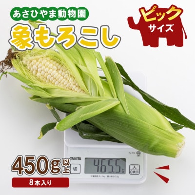 2025年8月より発送　象もろこし　あさひやま動物園　白くまコーンビック8本_01413