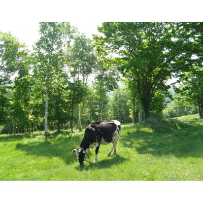 斉藤牧場の山地自然放牧 黒豆ソフトアイス 5個セット_01842