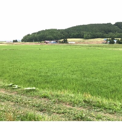 ジュニア野菜ソムリエおすすめ!令和3年産東旭川産 無洗米ななつぼし 5kg