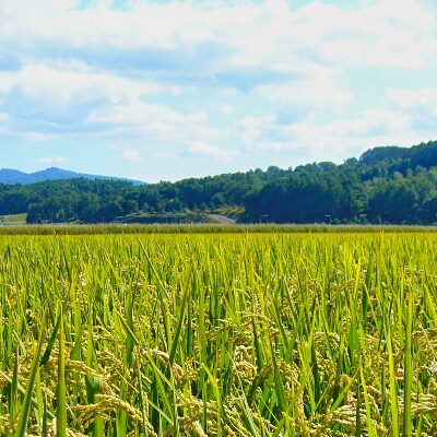 【令和6年産】北海道 旭川産 ななつぼし 1kg ×10袋セット_01456