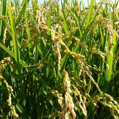 【令和6年産】北海道 旭川産 ななつぼし 1kg ×10袋セット_01456