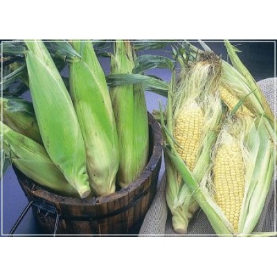 【2026年発送】朝採りとうもろこしゴールドラッシュ(M～Lサイズ15本)_03903