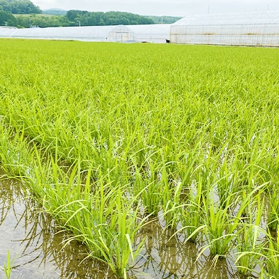 【令和6年産】【数量限定米】北原さんのお米5kg～旭川産ななつぼし～_00766