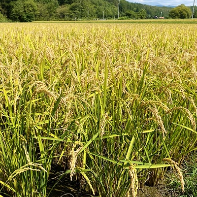 【令和6年産】旭川産お米オリジナルブレンド5kg～貝谷商店のブレンド米～_00866