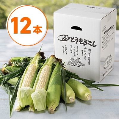 【先行受付】2025年　甘くジューシーな白いとうもろこし12本(ピュアホワイト)_00407