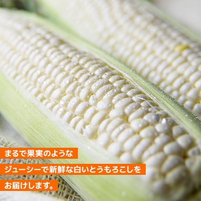 【先行受付】2025年　甘くジューシーな白いとうもろこし12本(ピュアホワイト)_00407