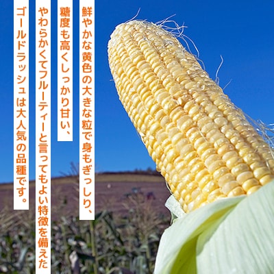 【2025年先行受付】人気のとうもろこしセットピュアホワイト5本×ゴールドラッシュ5本_03648
