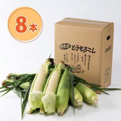 【先行受付】2026年　甘くジューシーな白いとうもろこし8本(ピュアホワイト)_04559