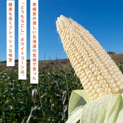 【先行受付】2026年　甘くジューシーな白いとうもろこし8本(ピュアホワイト)_04559