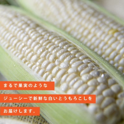 【先行受付】2026年　甘くジューシーな白いとうもろこし8本(ピュアホワイト)_04559