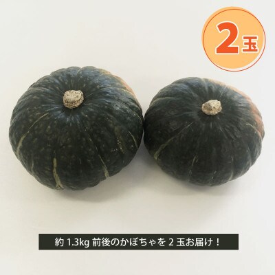 2026年秋収穫 早期予約 北海道産 かぼちゃ 2玉_05689