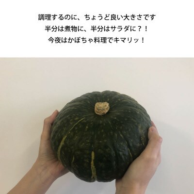 2026年秋収穫 早期予約 北海道産 かぼちゃ 2玉_05689