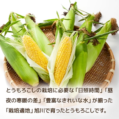 【2025年8月上旬発送開始】旭川産黄色とうもろこしゴールドラッシュ4kg_11～13本_00092