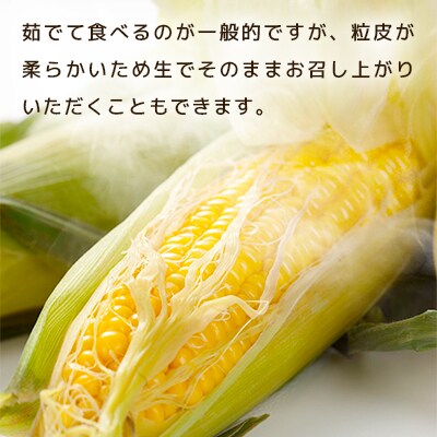 【2025年8月上旬発送開始】旭川産黄色とうもろこしゴールドラッシュ4kg_11～13本_00092