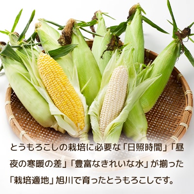 【2025年8月上旬発送開始】旭川産　白と黄色のとうもろこしセット_00094
