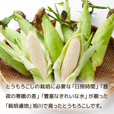 【2025年8月上旬発送開始】旭川産白とうもろこしホワイトショコラ他4kg11～13本_00093