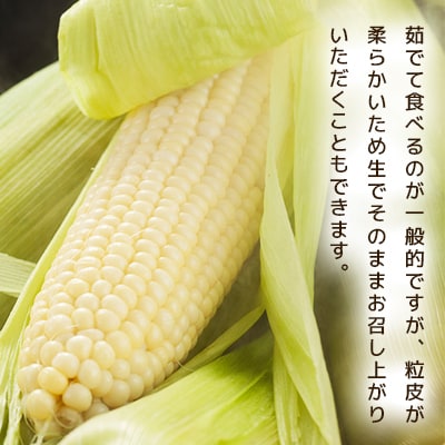 【2025年8月上旬発送開始】旭川産白とうもろこしホワイトショコラ他4kg11～13本_00093