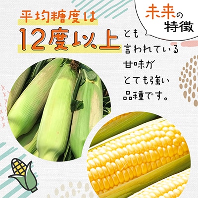 露地とうもろこし(未来)12本_04755