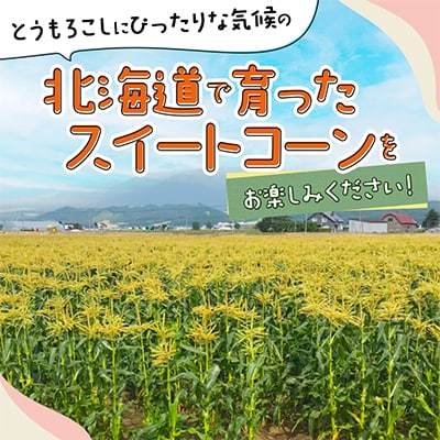 露地とうもろこし(未来)12本_04755