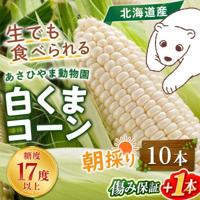 2026年先行受付【高糖度!まるでフルーツ】北海道産とうもろこし 旭山白くまコーン10本_00308