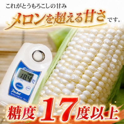 2026年先行受付【高糖度!まるでフルーツ】北海道産とうもろこし 旭山白くまコーン10本_00308