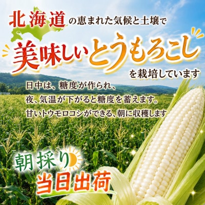 2026年先行受付【高糖度!まるでフルーツ】北海道産とうもろこし 旭山白くまコーン10本_00308