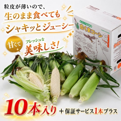 2026年先行受付【高糖度!まるでフルーツ】北海道産とうもろこし 旭山白くまコーン10本_00308